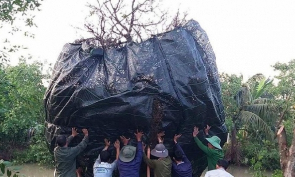 Đại gia Cần Thơ mua cây mai khủng giá 3,8 tỷ về ngắm