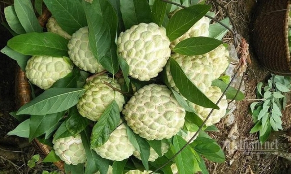 Na Lạng Sơn giá đắt vẫn hút hàng