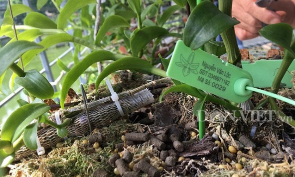 Dân chơi lan lao đao vì bị lừa mua lan phi điệp đột biến giả