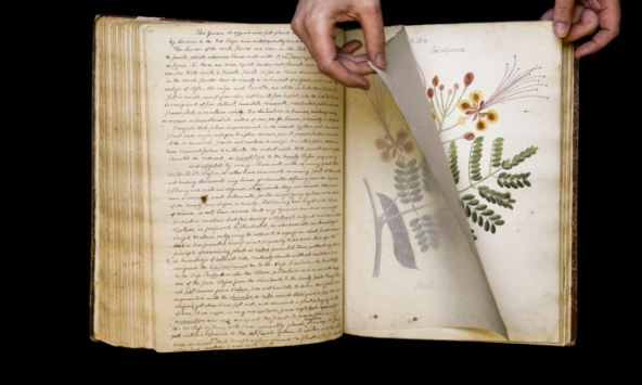 Số hoá một trong những tài liệu thực vật học cổ xưa nhất