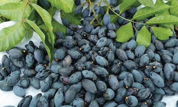 Gió lay cành trám