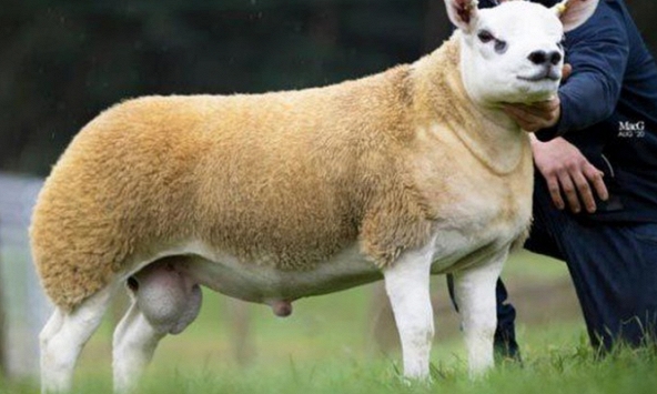 Vì sao con cừu đắt nhất thế giới có giá hơn 11,37 tỷ đồng?