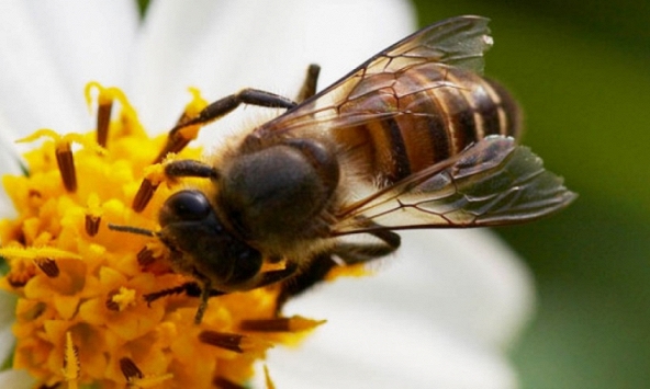Phát hiện một loại thuốc diệt ung thư trong 1 giờ từ ong mật