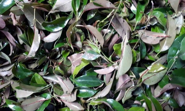 Lá lồm mọc hoang được nhiều bà nội trợ săn lùng có giá đắt đỏ