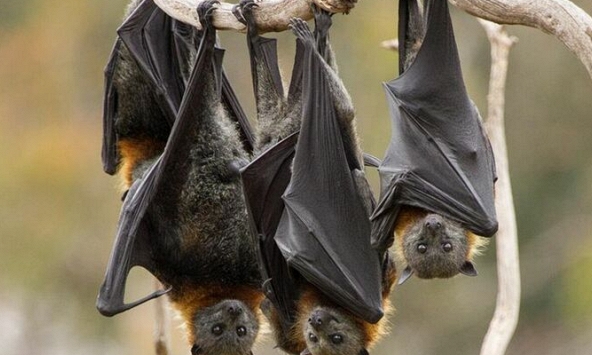 Chuyên gia cảnh báo đại dịch mới có thể sớm bùng phát