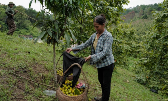 Dân trồng hồng Vành khuyên được mùa