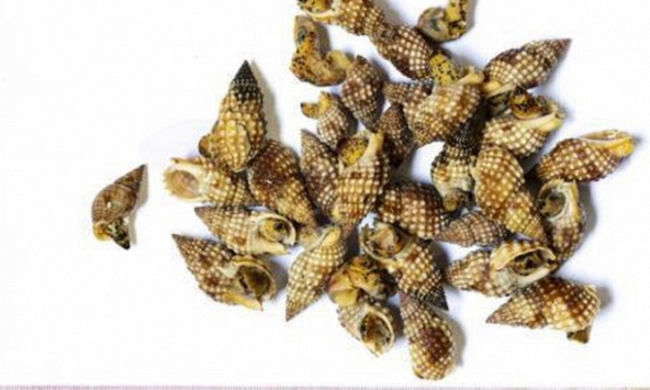 Xác định loại ốc biển ở Khánh Hòa có chứa chất kịch độc gây chết người