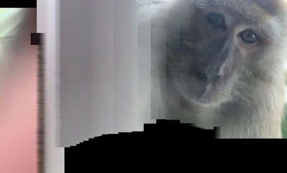 Người đàn ông bị mất điện thoại, lúc tìm lại thấy toàn ảnh 'tự sướng' của khỉ