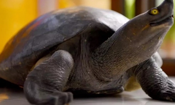 Đại sứ Úc tại Campuchia bị chỉ trích vì khoe món thịt ba ba