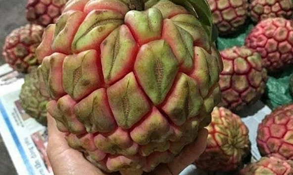 Na rừng 'khổng lồ' có giá hàng trăm nghìn đồng vẫn đắt hàng