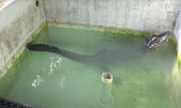 Những công trình nghiên cứu hài hước đoạt giải Ig Nobel 2020