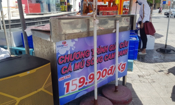 Hơn 1.000 tấn cá mú tại Khánh Hòa thiếu đầu ra, giảm giá một nửa vẫn tiêu thụ chậm