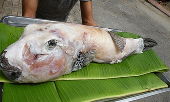 Chất độc từ cá mặt thỏ nguy hiểm thế nào?