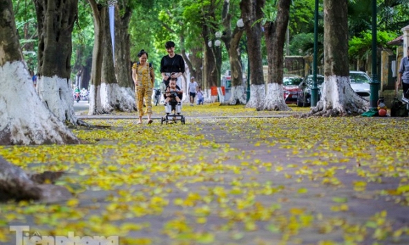Hà Nội sang thu, lá phủ vàng khắp các con phố