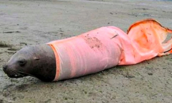 Tác động kinh hoàng của ô nhiễm môi trường đến các loài động vật