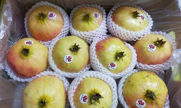 Lựu Thái Lan, Isarel ồ ạt vào Việt Nam