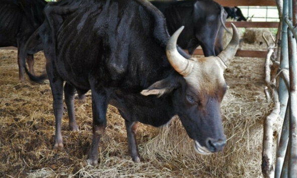 Đàn bò tót vườn quốc gia gầy trơ xương, cơ thể suy kiệt do bị 'bỏ rơi'