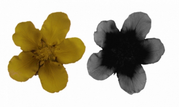 Các loài hoa đang thay đổi màu sắc để thích ứng với biến đổi khí hậu