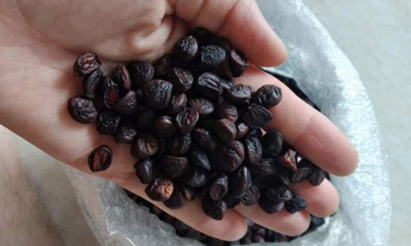 Hạt dổi rưng 2 triệu đồng/kg vẫn được khách săn lùng