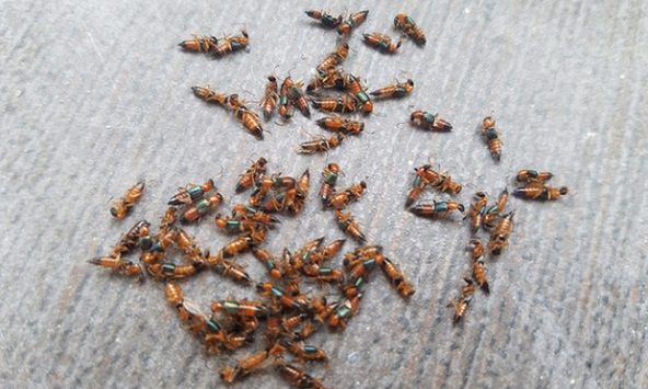 Người dân Hà Nội 'mất ăn mất ngủ' vì kiến ba khoang