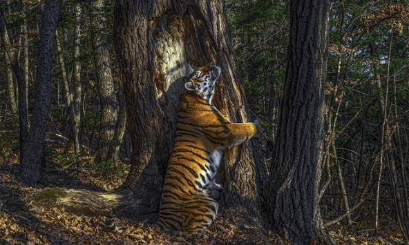 Bức ảnh con hổ cái ôm cây linh sam Mãn Châu đạt giải nhiếp ảnh động vật hoang dã 2020