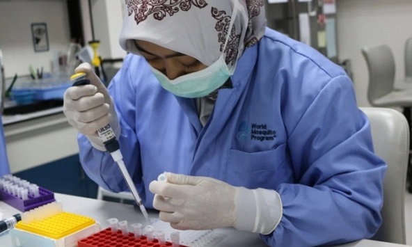 Thí nghiệm mới tiêm thẳng vi khuẩn vào cơ thể muỗi vằn nhằm ngăn chặn khả năng truyền virus sốt xuất huyết