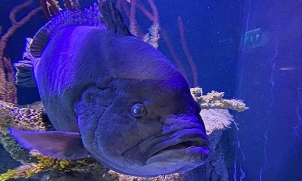 Một con cá mú bị trầm cảm từ khi thủy cung đóng cửa vì dịch