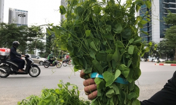 Rau rừng có giá thành đắt ngang với thịt lợn vẫn được 'săn lùng'