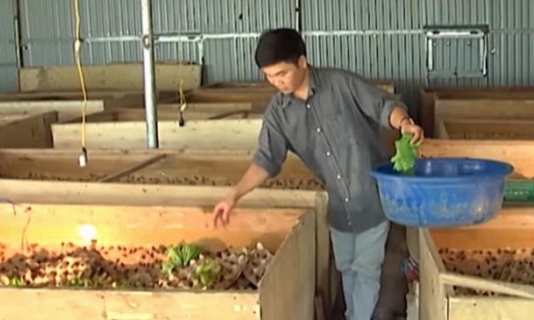 Thanh niên Hà Nội thu tiền tỷ mỗi năm nhờ vào nghề nuôi côn trùng