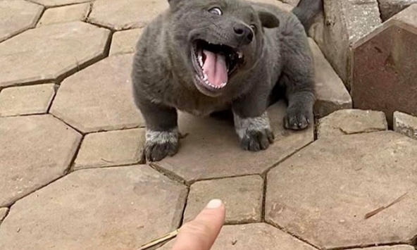 Những chú chó, mèo Việt Nam trở thành hiện tượng mạng khắp thế giới