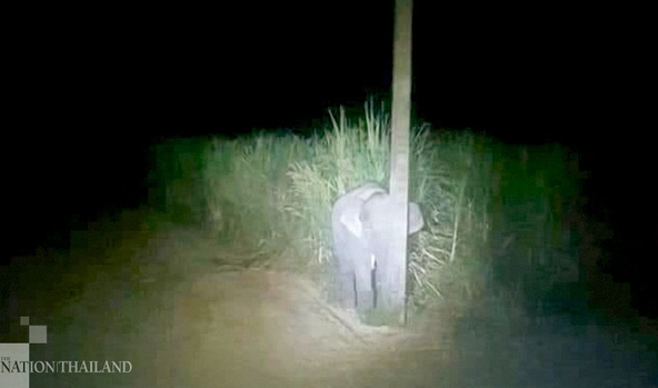 Chú voi đáng yêu trốn sau cột điện khi bị phát hiện đang ăn trộm mía