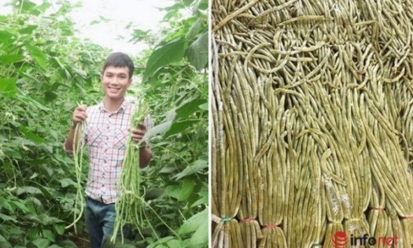 Chàng trai 9X mở xưởng sấy bí đỏ, trồng đậu đũa muối chua xuất khẩu chua thu hàng tỷ đồng 