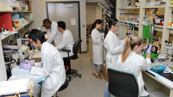 Nữ tiến sĩ Việt lọt top 30 nhà khoa học trẻ hàng đầu nước Mỹ ngành khoa học về thần kinh