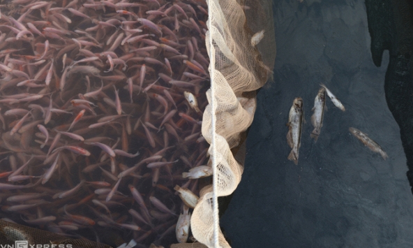 Nước sông Đà rút nhanh chưa từng thấy, hàng tấn cá mắc cạn