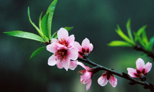 Tết Dương lịch và Tết Âm lịch 2020 vào ngày nào, được nghỉ mấy ngày?