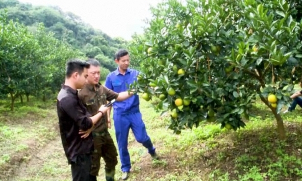 Chàng trai phố thị 'rót' mồ hôi 'tưới' xanh mảnh đất cằn Thung Lai