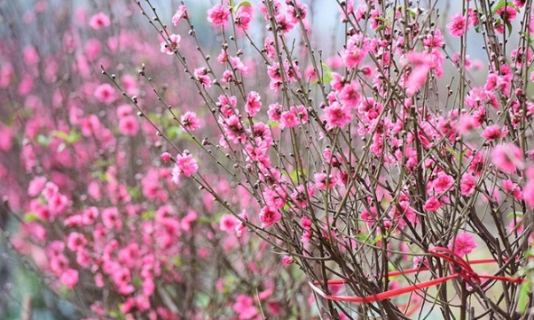 Lịch nghỉ tết Âm lịch chính thức năm 2021