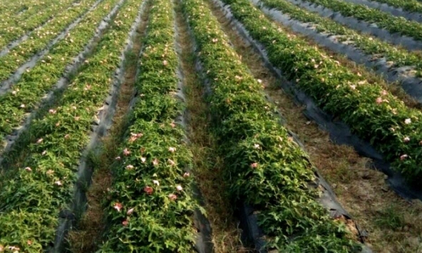 “Dược liệu vàng” chỉ mọc trên đất Chúa