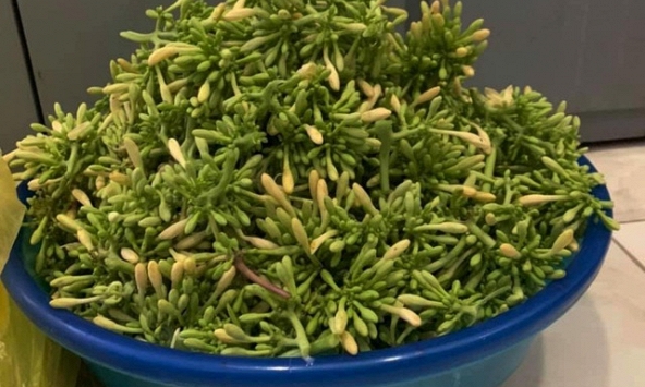 Hoa đu đủ đực ngày càng được ưa chuộng, mùa cao điểm lên đến hàng triệu đồng/kg