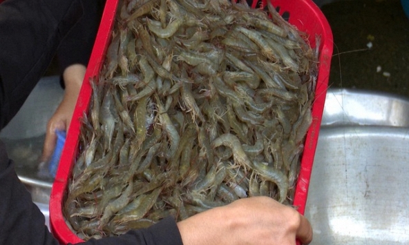 Tôm đất xuất hiện dày đặc ở đầm Ô Loan sau lũ