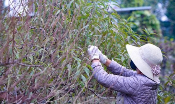 Dân làng đào Nhật Tân tất bật tuốt lá để đào nở đúng tết