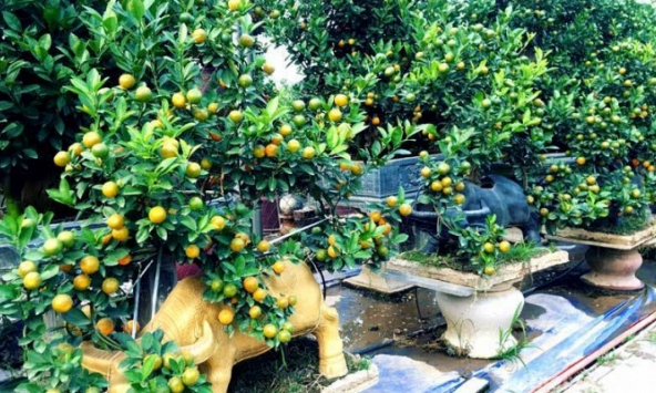 Nhà vườn Tứ Liên tấp nập khách ra vào chọn trâu vàng chở quất