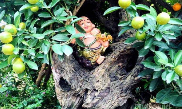 Quất cảnh gỗ lũa tại nhà vườn Tứ Liên có giá lên đến 50 triệu đồng