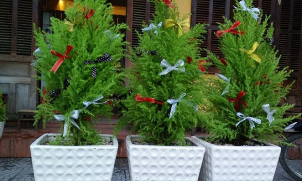 Xu hướng chơi cây tùng thơm thay cho cây thông mùa Noel 2020