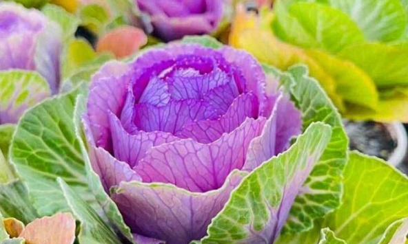 Bắp cải Trung Quốc 100 nghìn/cây được dân tình mua về để trang trí ngày Tết