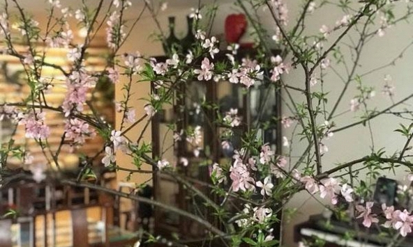 Thủ tướng Chính phủ: “Cần cấm tuyệt đối việc chặt phá đào rừng để đón Tết'