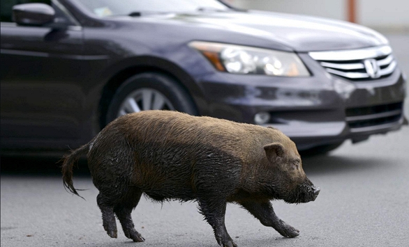 Lợn ỉ Việt Nam phá phách khắp đường phố Mỹ