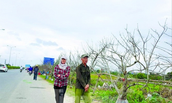 Làm sao để phân biệt đào rừng và đào nhà? 