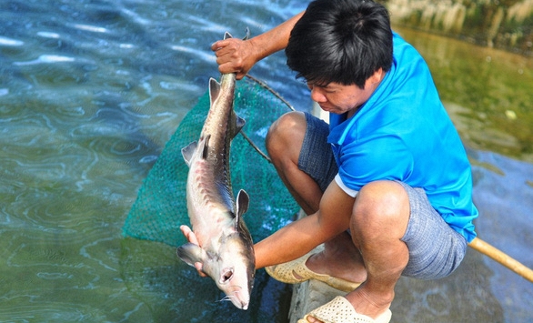 Cá tầm Việt điêu đứng vì cá tầm Trung Quốc giá rẻ ồ ạt đổ bộ vào thị trường trong nước