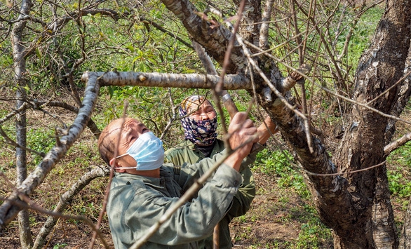 Bộ trưởng Mai Tiến Dũng: 'Chỉ được khai thác đào rừng mà người dân tự trồng'